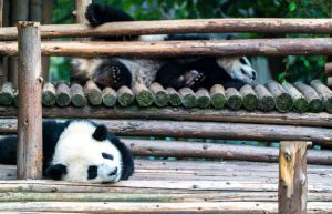 China - Giant Panda Center33