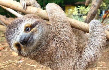Costa-Rica-Family-Friendly-Animal-Rescue-and-Conservation-main-3