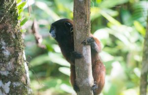 Ecuador - Wild Animal Rescue Shelter16
